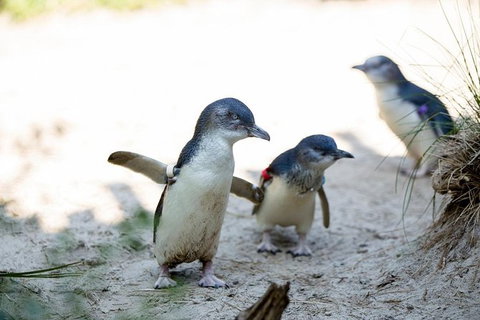 Melbourne Zoo General Entry Ticket - Attractions Brisbane 5