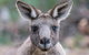 Small-Group Grampians Great Wilderness Escape Day Trip With Hiking - thumb 1