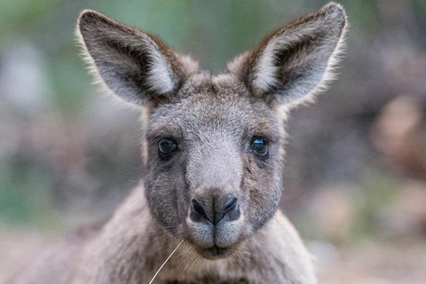 Small-Group Grampians Great Wilderness Escape Day Trip With Hiking - Attractions Brisbane 1