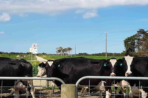 Great Southern Getaway Cycle Tour - Attractions Brisbane 9