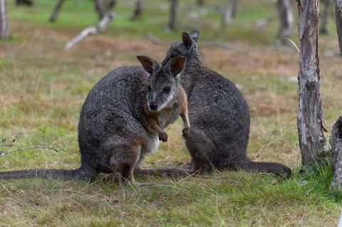 Phillip Island Penguin Parade Express Tour From Melbourne - Attractions Brisbane 1