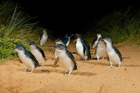 Phillip Island Penguin Parade Express Tour From Melbourne - Attractions Brisbane 2