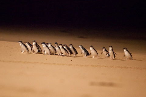 Phillip Island Penguin Parade Express Tour From Melbourne - Attractions Brisbane 5