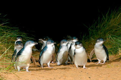 Phillip Island Penguin Parade Express Tour From Melbourne - Attractions Brisbane 3