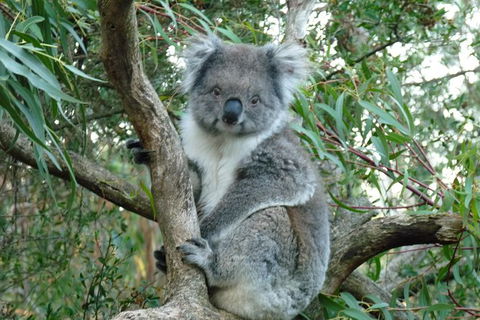 Melbourne Combo: Great Ocean Road Tour And Phillip Island Penguin Parade Tour - Attractions Brisbane 1
