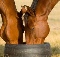 Champion Racehorse Tour with Beer and Wine Tasting - Attractions Brisbane