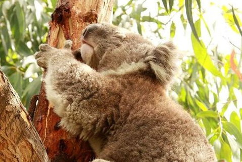 Small-Group Phillip Island Day Trip From Melbourne - Attractions Brisbane 4