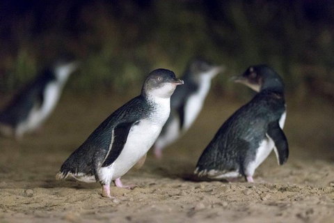 Small-Group Phillip Island Day Trip From Melbourne - Attractions Brisbane 3