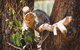 Small-Group Phillip Island Day Trip From Melbourne - thumb 5
