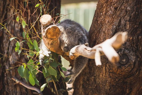 Small-Group Phillip Island Day Trip From Melbourne - Attractions Brisbane 5