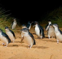 Phillip Island  Maru Koala and Animal Park Full-day Tour - Attractions Brisbane