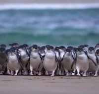 Premium Penguin Express Tour from Melbourne - Attractions Brisbane