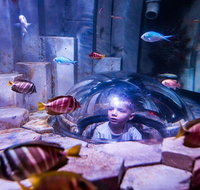 SEA LIFE Melbourne Aquarium Admission Ticket - Attractions Brisbane