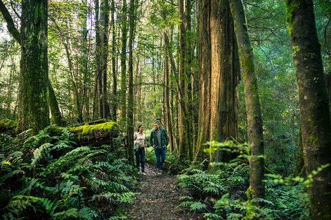 Private Great Ocean Road And Twelve Apostles Tour From Melbourne - Attractions Brisbane 4