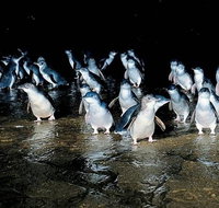 Private Phillip Island Penguin Parade Tour - Attractions Brisbane