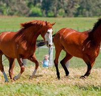 Living Legends Champion Racehorse Guided Tour - Attractions Brisbane