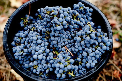 Half Day Yarra Valley Winery Day Trip From Melbourne - Attractions Brisbane 4