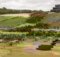 Montalto Vineyard Mornington Peninsula Discovery Wine Tasting and Lunch - Attractions Brisbane