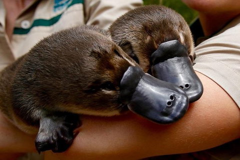 Healesville Sanctuary General Entry Ticket - Attractions Brisbane 1