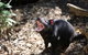 Healesville Sanctuary General Entry Ticket - thumb 5