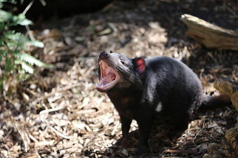 Healesville Sanctuary General Entry Ticket - Attractions Brisbane 5