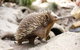 Healesville Sanctuary General Entry Ticket - thumb 4