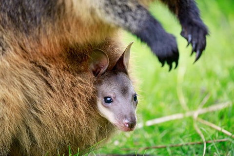 Healesville Sanctuary General Entry Ticket - Attractions Brisbane 9