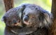 Healesville Sanctuary General Entry Ticket - thumb 2