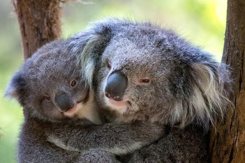 Healesville Sanctuary General Entry Ticket - Attractions Brisbane 2