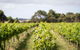 Phillip Island Wine Experience Tour - thumb 0