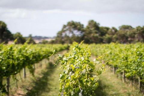 Phillip Island Wine Experience Tour - Attractions Brisbane 0
