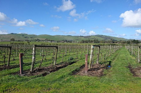 Phillip Island Wine Experience Tour - Attractions Brisbane 4