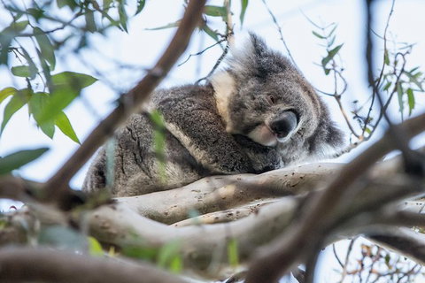 Great Ocean Road And Grampians 2 Day Short Break Escape From Melbourne - Attractions Brisbane 1