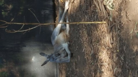 Yarra Valley Wildlife & Wine Day Tour From Melbourne With Healesville Sanctuary - Attractions Brisbane 8