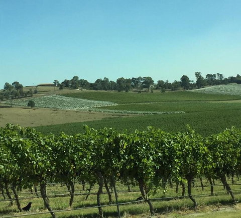 Yarra Valley Wildlife & Wine Day Tour From Melbourne With Healesville Sanctuary - Attractions Brisbane 2