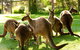 Yarra Valley Wildlife & Wine Day Tour From Melbourne With Healesville Sanctuary - thumb 13