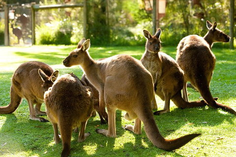 Yarra Valley Wildlife & Wine Day Tour From Melbourne With Healesville Sanctuary - Attractions Brisbane 13