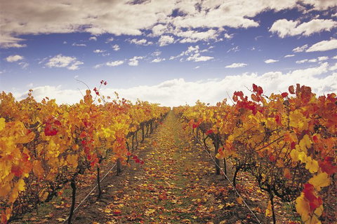 Yarra Valley Wildlife & Wine Day Tour From Melbourne With Healesville Sanctuary - Attractions Brisbane 12