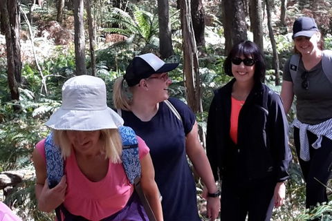 GPS Guided Walks In The Daylesford Forest - Attractions Brisbane 1