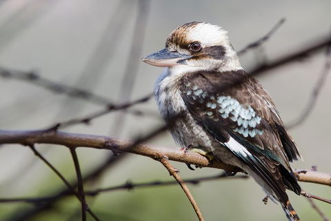 Great Ocean Road To Grampians 2 Day 1 Night Tour From Melbourne To Adelaide - Attractions Brisbane 10