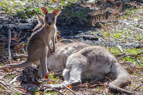 Great Ocean Road To Grampians 2 Day 1 Night Tour From Melbourne To Adelaide - Attractions Brisbane 4