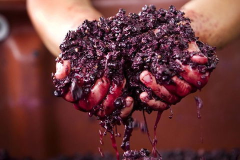 CHEVY CONVERTIBLE Package For 4 -Wine Lunch Cheese & Chocolate From Yarra Valley - Attractions Brisbane 5