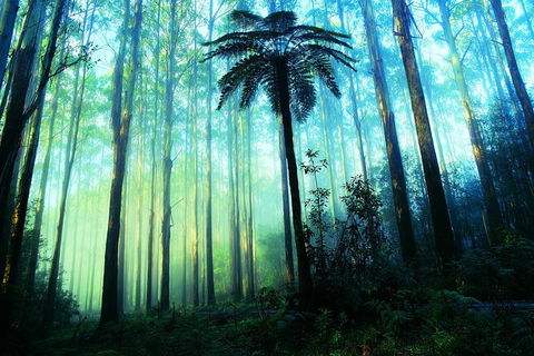 Half Day Puffing Billy Train Journey From Melbourne - Attractions Brisbane 7