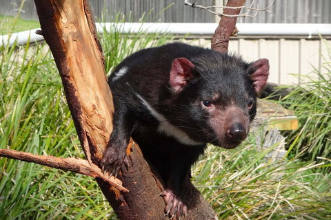 Tasmania 6 Day \'Tour In Circle\' - Attractions Brisbane 1
