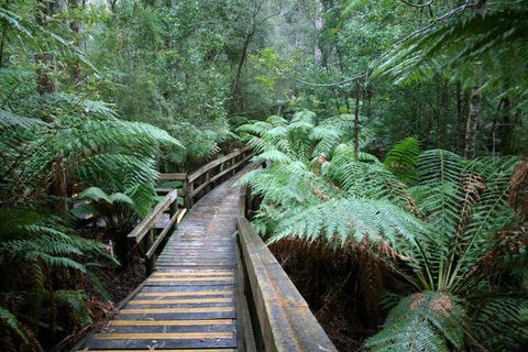 Small-group DayTour From Hobart: Hastings Caves, Huon Valley And Tahune AirWalk - Attractions Brisbane 0