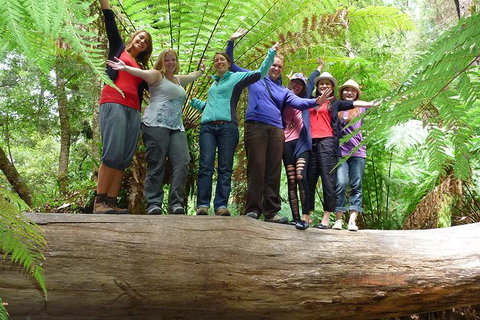 Mt Field National Park Active Day-Trip Including Bonorong And Mt Wellington - Attractions Brisbane 4