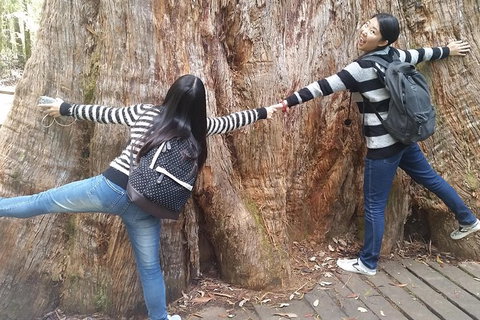 Mt Field National Park Active Day-Trip Including Bonorong And Mt Wellington - Attractions Brisbane 8