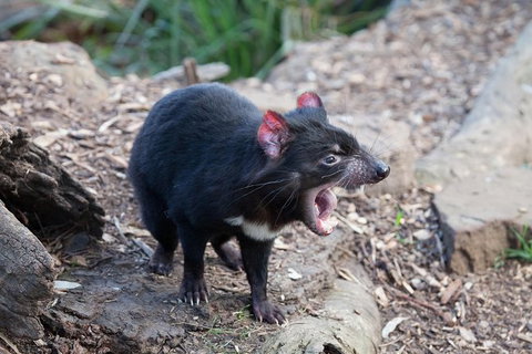 Mt Field National Park Active Day-Trip Including Bonorong And Mt Wellington - Attractions Brisbane 6