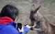Mt Field National Park Active Day-Trip Including Bonorong And Mt Wellington - thumb 14