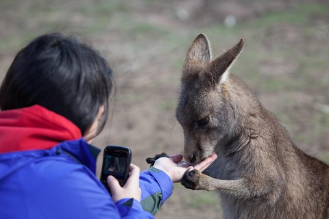 Mt Field National Park Active Day-Trip Including Bonorong And Mt Wellington - Attractions Brisbane 14